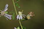 Common blue wood aster